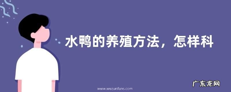 水鸭的养殖方法,怎样科学放牧