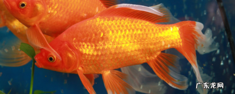 金鲫鱼的养殖方法，这四点是关键