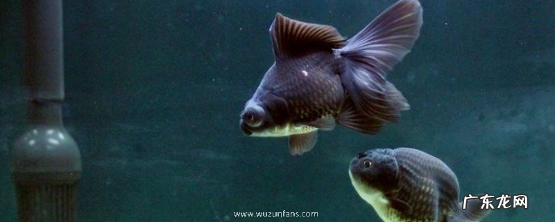 黑龙睛的养殖方法,有哪些要点