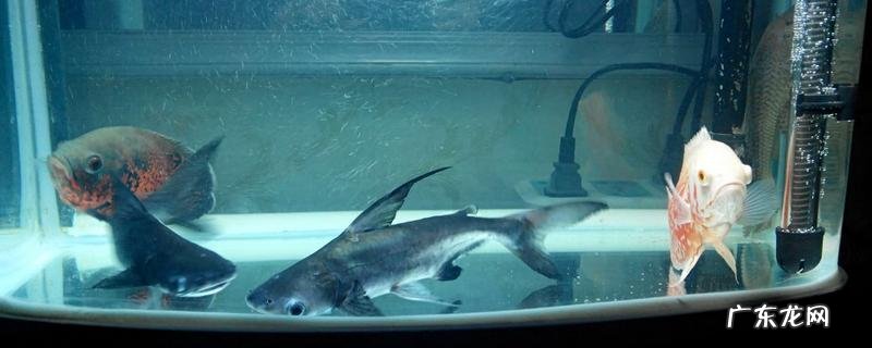 小虎鲨的养殖方法，需做好这几点
