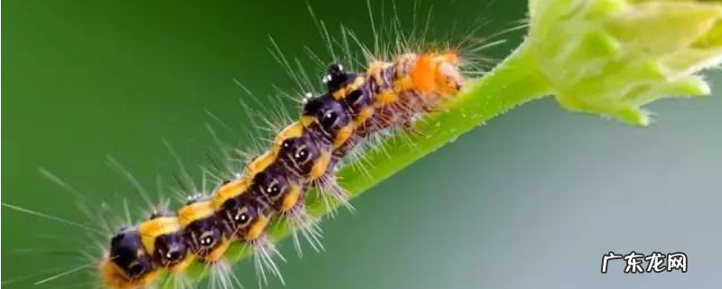 怎么养毛毛虫,附毛毛虫的具体介绍