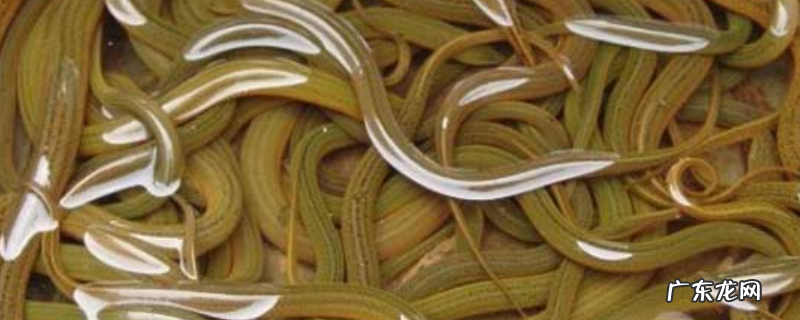 黄鳝难养殖的原因,黄鳝养殖失败的原因