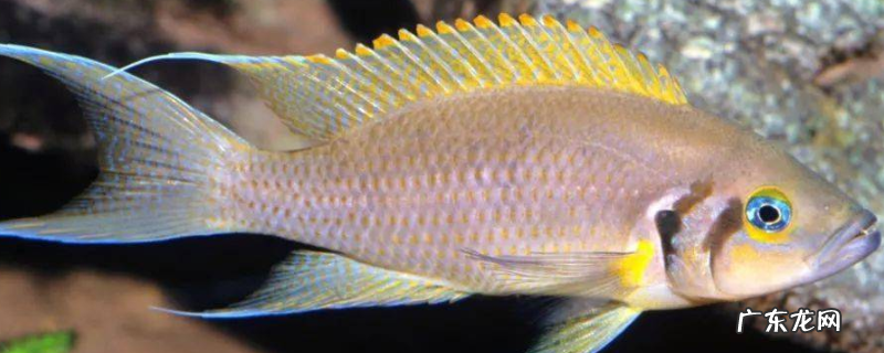 燕尾鱼的养殖方法,有哪些要点