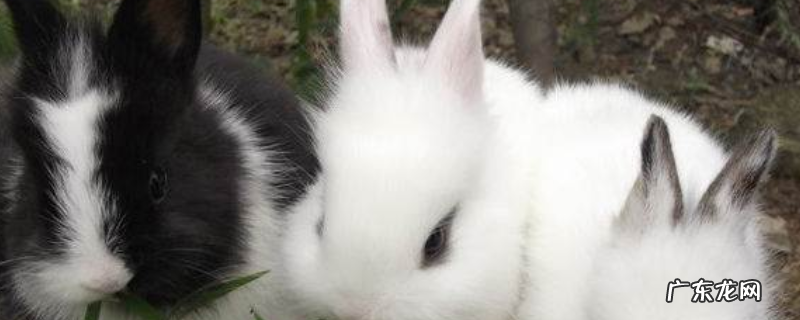 公主兔的饲养方法,有哪些注意事项