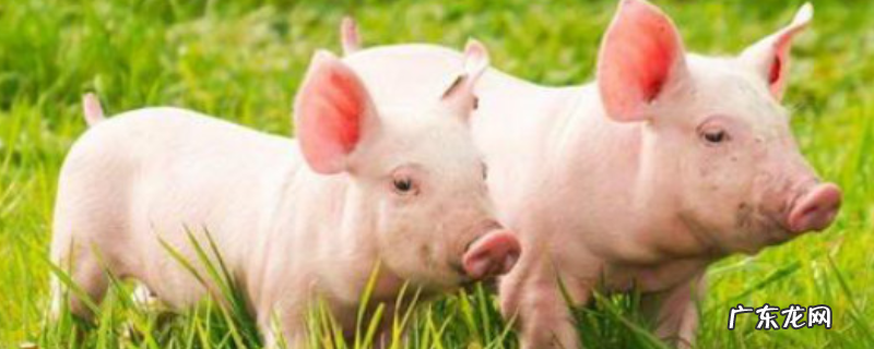 仔猪断尾何时最佳,附仔猪断尾方法