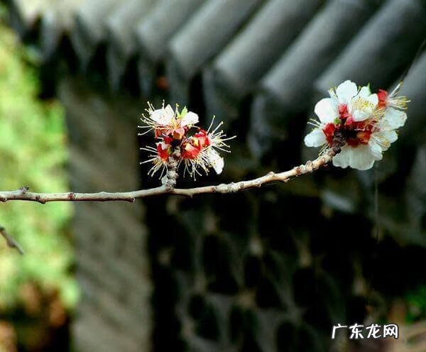 红杏出墙是指什么