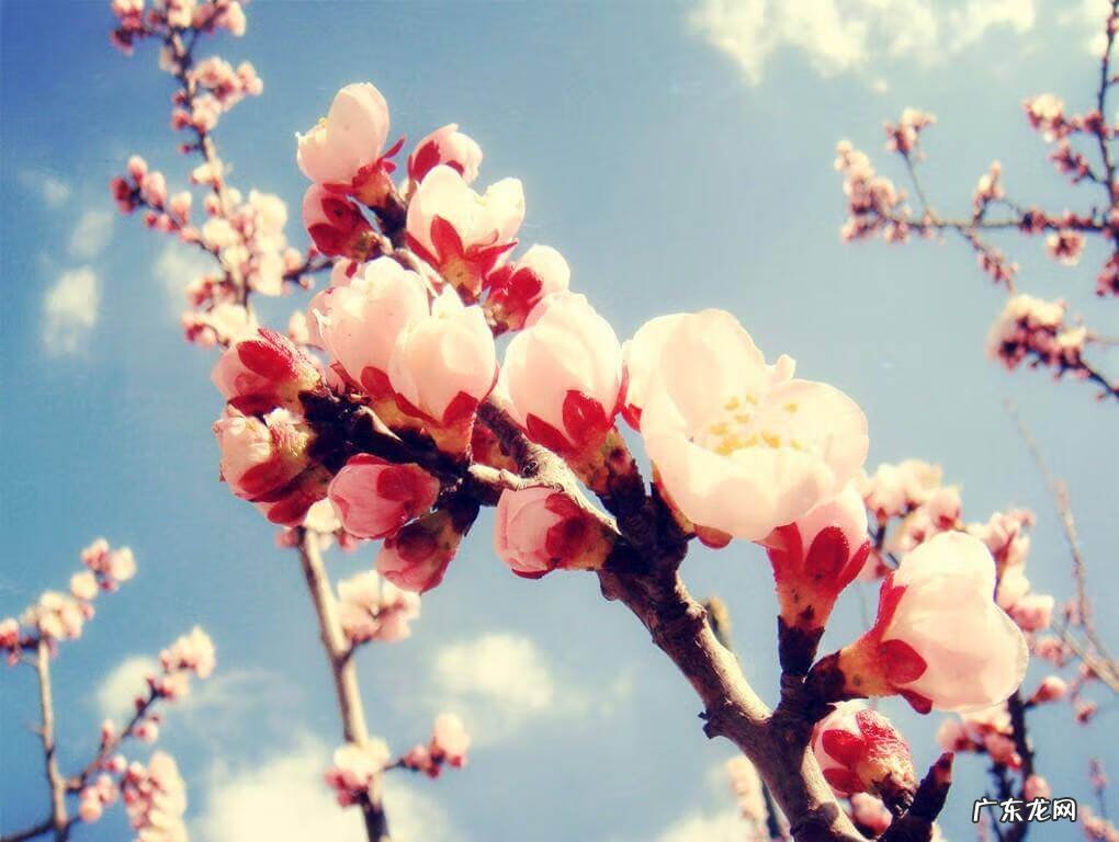 红杏出墙是指什么