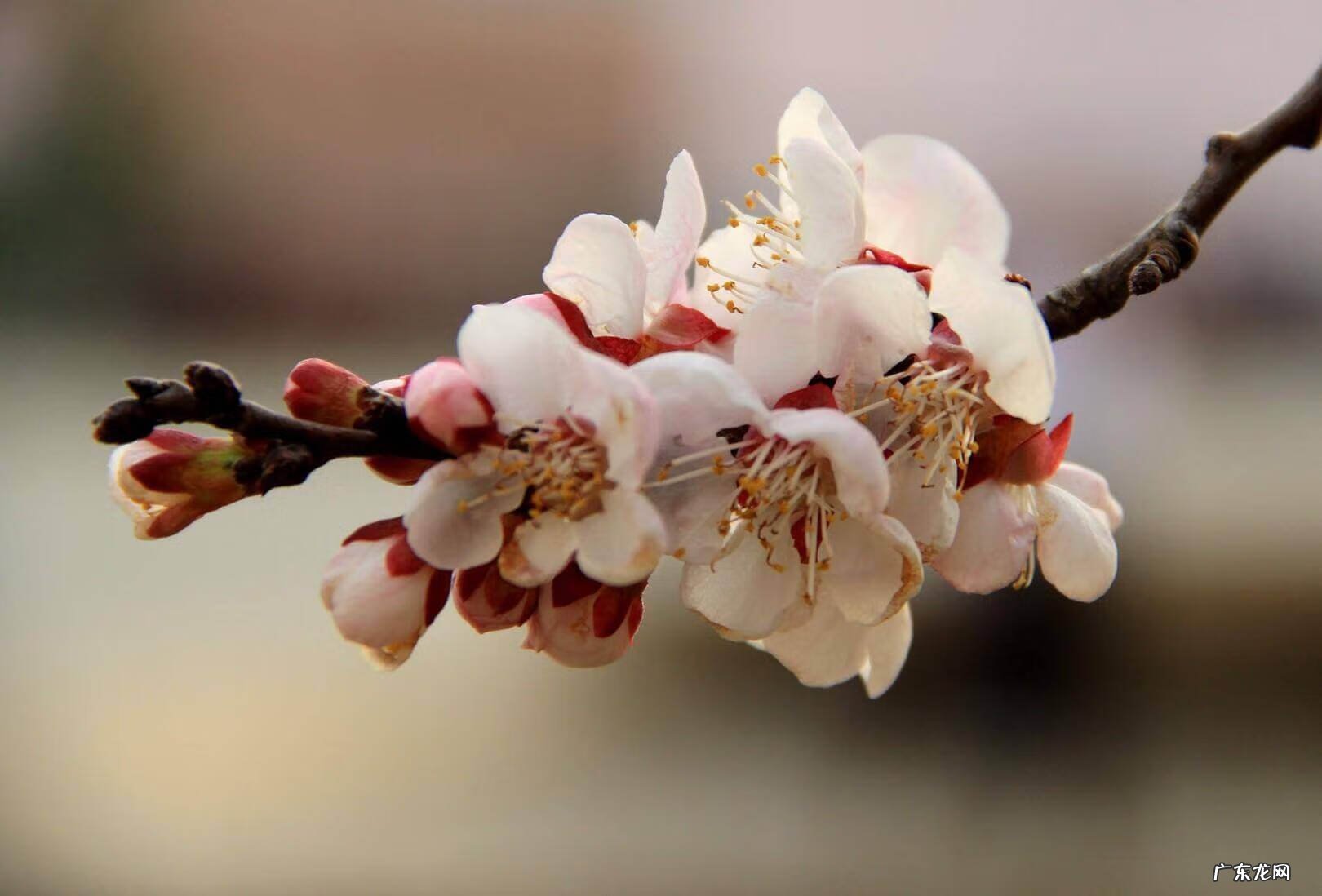 红杏出墙是指什么