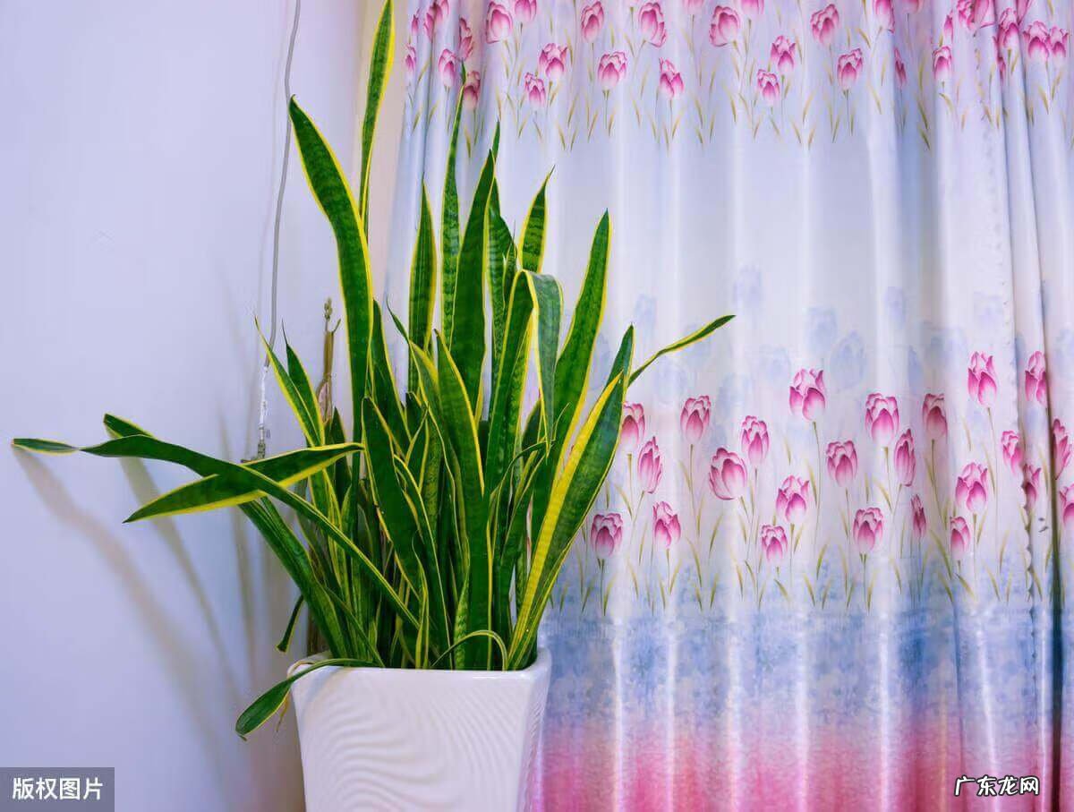 电视柜旁边放什么绿植 电视柜上放什么绿植风水好