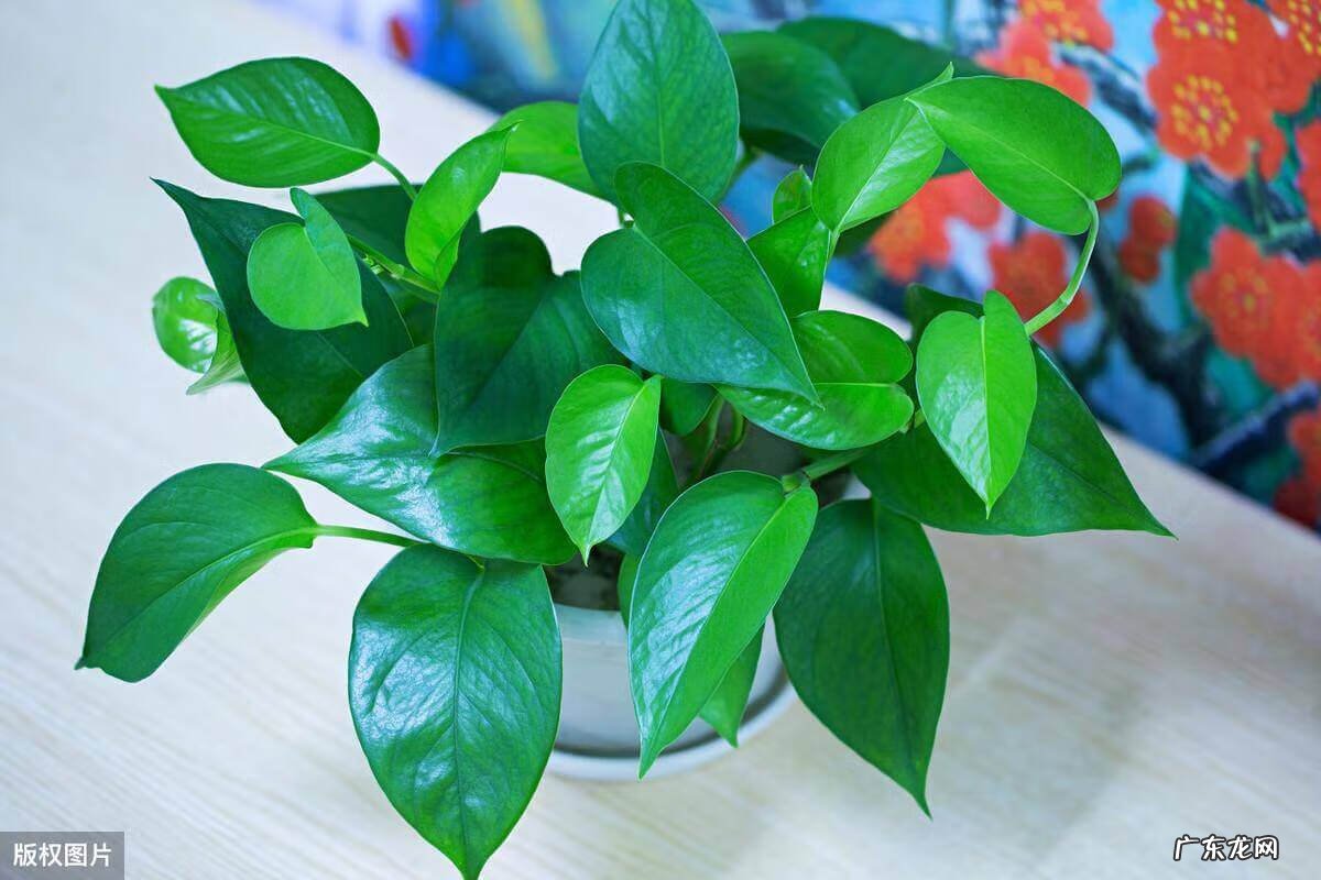 电视柜旁边放什么绿植 电视柜上放什么绿植风水好