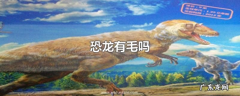 恐龙有毛吗
