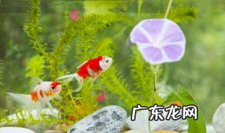怎么养鱼不用换水 如何养鱼不用换水