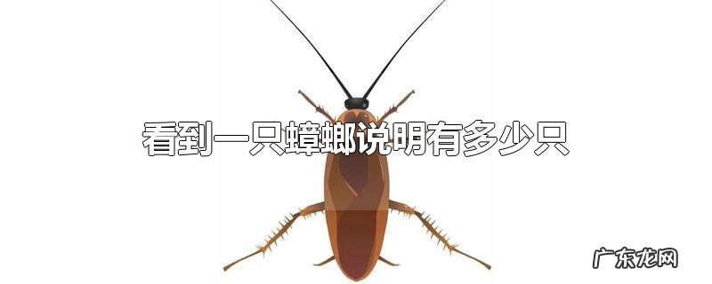 看到一只蟑螂说明有多少只