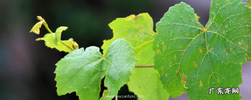 葡萄叶生虫有什么应对方法,快来看看吧