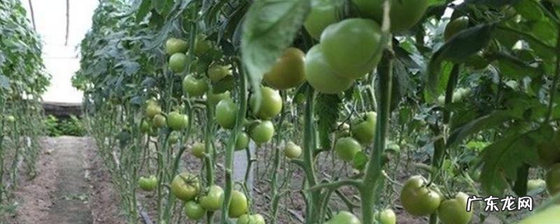 早春西红柿怎么种,有哪些要点