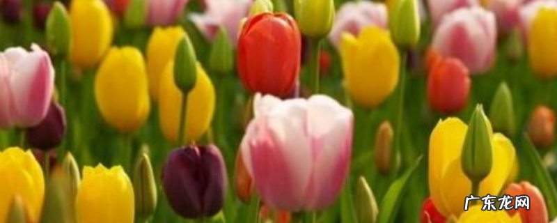 郁金香应该如何种植,种球种植要注意哪些问题