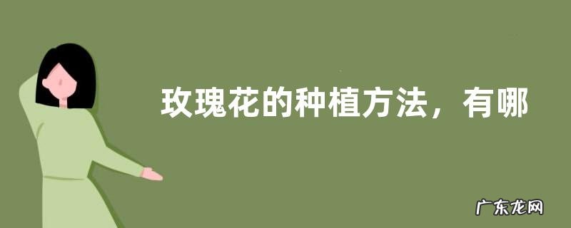 玫瑰花的种植方法,有哪些要点