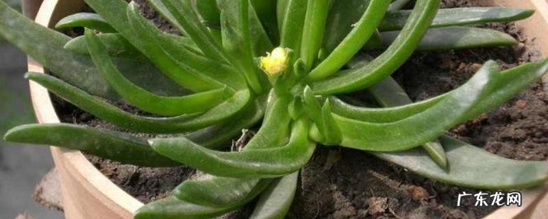 多肉植物佛手的种植方法,有哪些要点