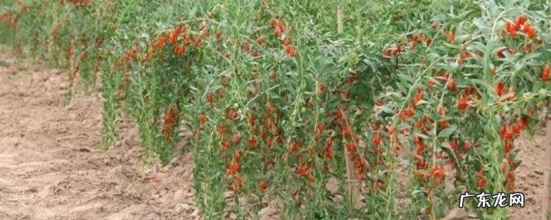 枸杞的种植方法,有哪些要点