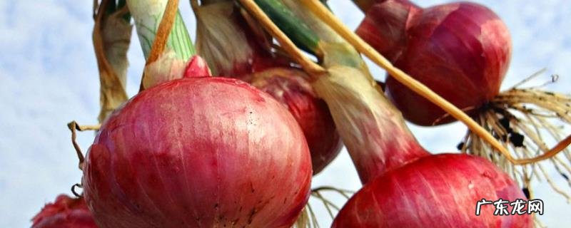 圆葱栽培技术，圆葱栽培如何管理