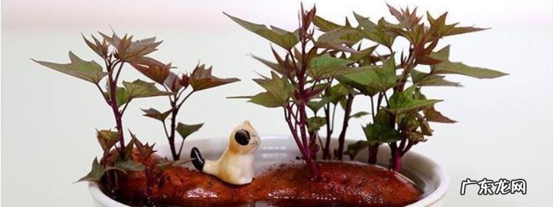 盆栽红薯水培方法，有哪些要点