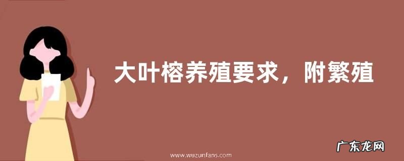 大叶榕养殖要求，附繁殖方法