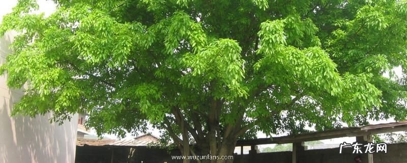 大叶榕养殖要求，附繁殖方法