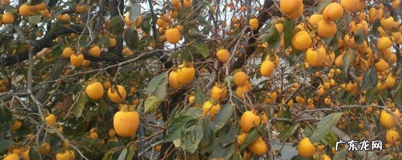 柿子树种植方法,附种植管理要点