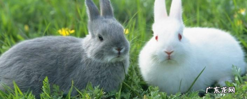 养殖兔子的成本大约要多少钱,快来看看这些注意事项吧