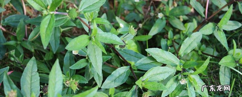 木通的种植方法,木通的种植管理技术