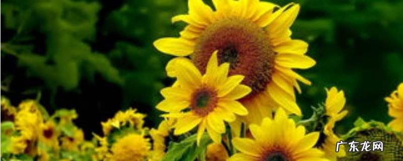 葵花种子哪些品种比较好,葵花种子种植方法有哪些