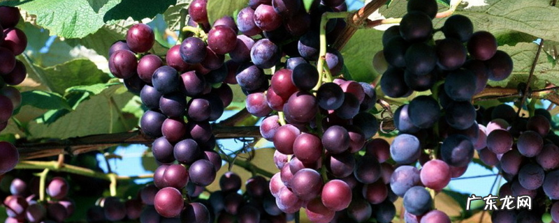 葡萄病虫害应该如何防治，详细如下