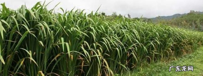茭白的种植方法,附茭白简单介绍