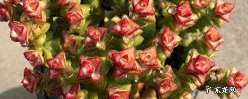 如何养殖多肉小米星,掌握以下六点就能养好多肉小米星