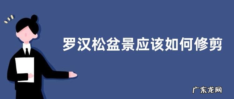 罗汉松盆景应该如何修剪,怎么进行造型