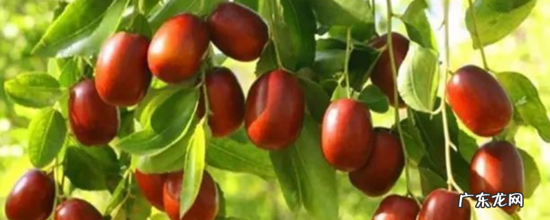 枣树是如何繁殖的,主要有以下五种方式