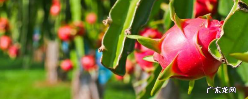 火龙果应该怎么施肥才好,详细方法如下