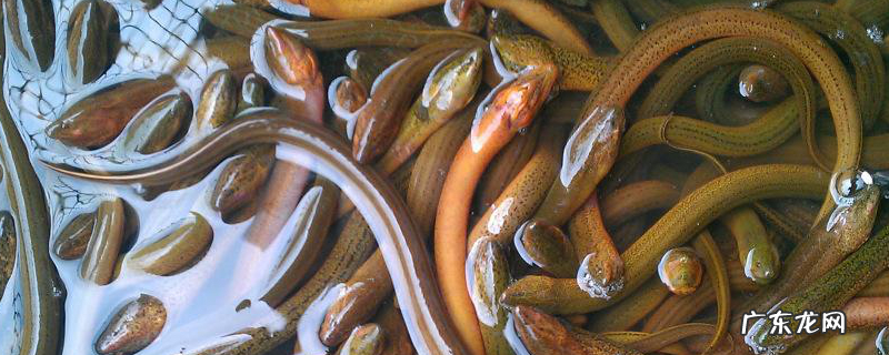 养黄鳝要投资多少钱?养殖的发展前景怎么样