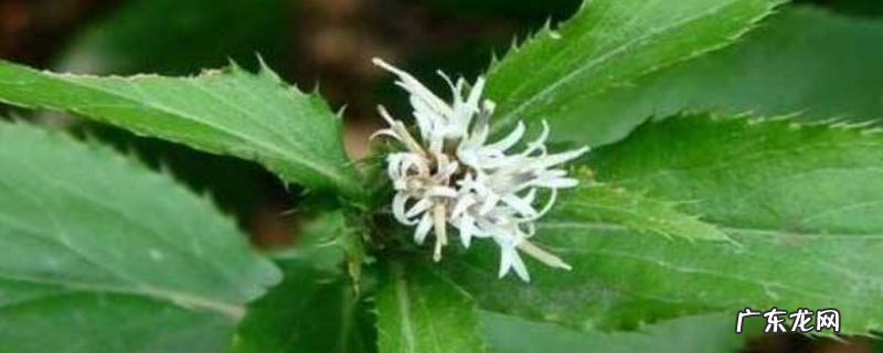 北苍术应该如何种植,需做好以下几点