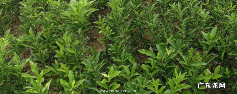 树苗种植需要注意的有哪些,这五点是关键