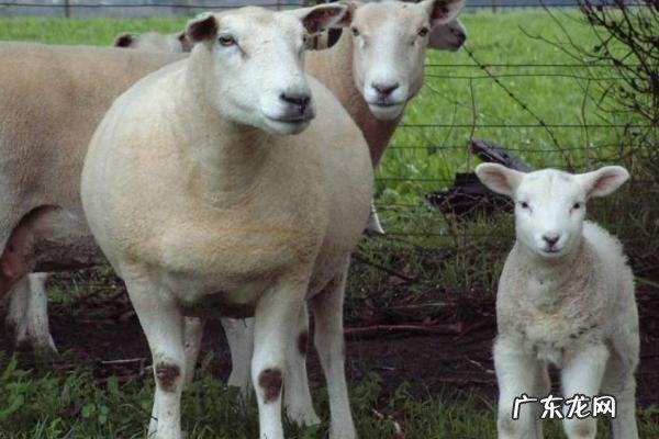 养殖肉羊怎么亏本的,赔钱的原因