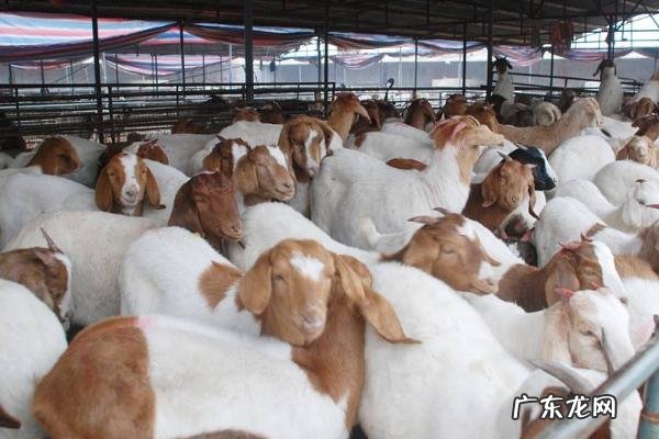 养殖肉羊怎么亏本的,赔钱的原因