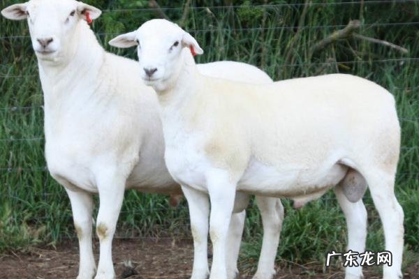 养殖肉羊怎么亏本的,赔钱的原因