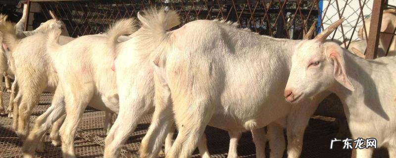 养殖肉羊怎么亏本的,赔钱的原因