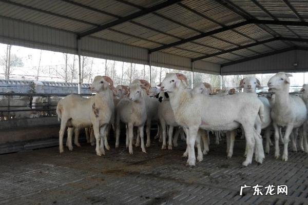 养殖肉羊怎么亏本的,赔钱的原因