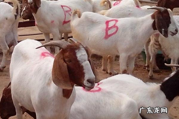 养殖肉羊怎么亏本的,赔钱的原因