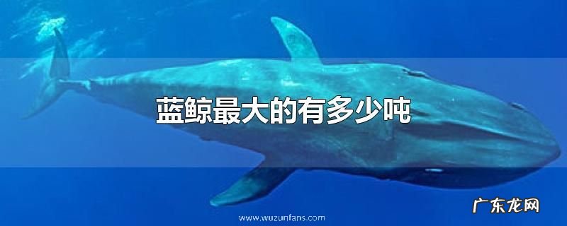 蓝鲸最大的有多少吨
