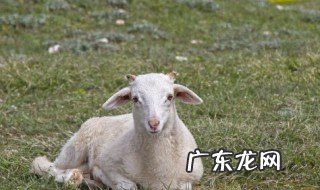 羊腰指的羊的哪个部位 羊腰指的羊的什么部位