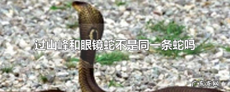过山峰和眼镜蛇不是同一条蛇吗