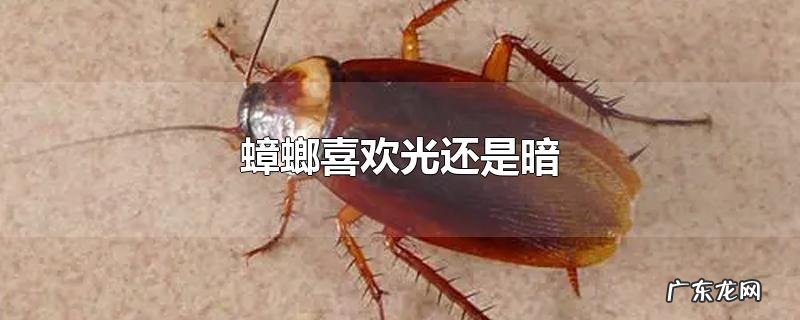蟑螂喜欢光还是暗